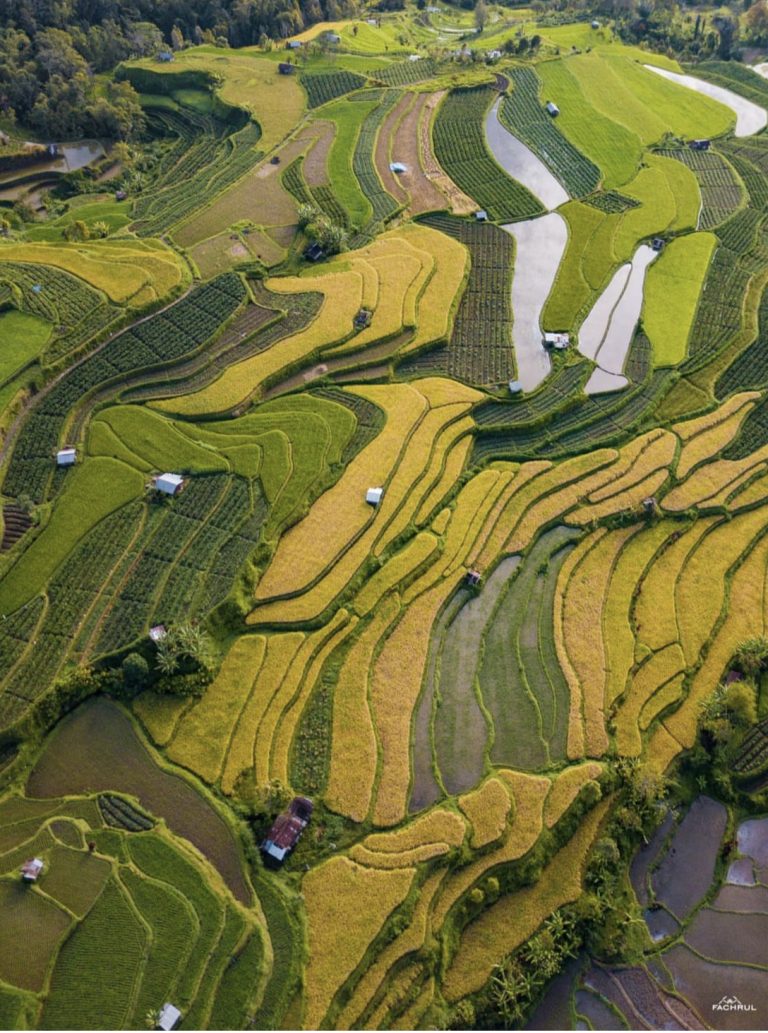 Rice paddy field