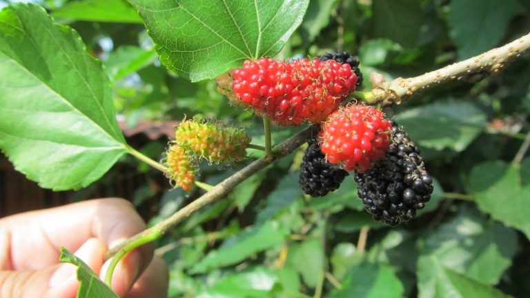 Buah Murbei Hutan - Photo budilaksonorises.blogspot.co.id