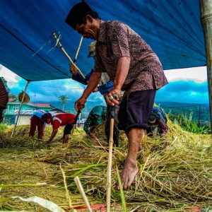 Tradisi Mairiak: Perayaan Panen Padi di Minangkabau