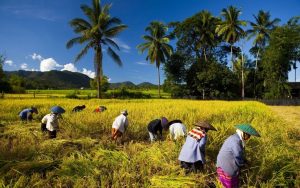 Menelusuri Eksistensi 3 Tradisi Pertanian di Sumatra Barat