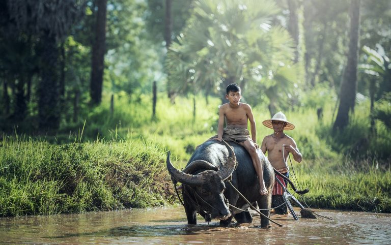 Menelusuri Eksistensi 3 Tradisi Pertanian di Sumatra Barat