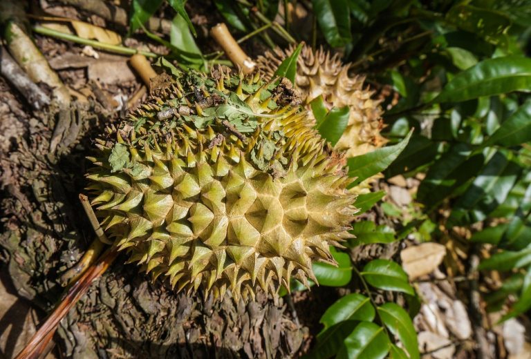 Tradisi Malongge: Cara Unik Masyarakat Koto Malintang Berbagi Durian