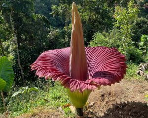 Bunga Bangkai - West Sumatra 360 Keajaiban Flora Hutan Sumatera Barat: Spesies Bunga Unik & Langka