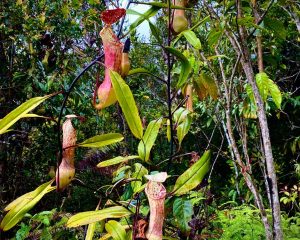 Kantong Semar - West Sumatra 360 Keajaiban Flora Hutan Sumatera Barat: Spesies Bunga Unik & Langka