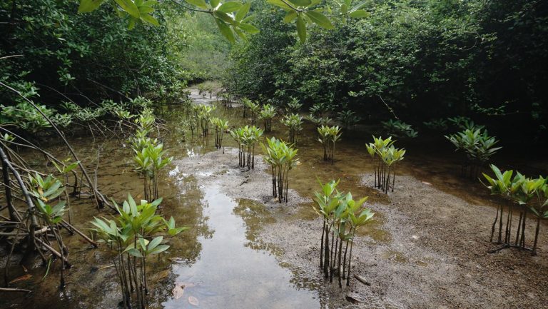 Menjelajah Ekosistem Mangrove di Nagari Sungai Pinang