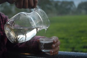 White Tea - Kebun Teh Liki - Photo Novi - West Sumatra 360 Pesona Kebun Teh Liki: Permata Agrowisata dan Produksi Teh Berkualitas Tinggi di Solok Selatan