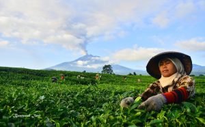 Kebun Teh Like - Photo Bustanul Amir - West Sumatra 360 Pesona Kebun Teh Liki: Permata Agrowisata dan Produksi Teh Berkualitas Tinggi di Solok Selatan