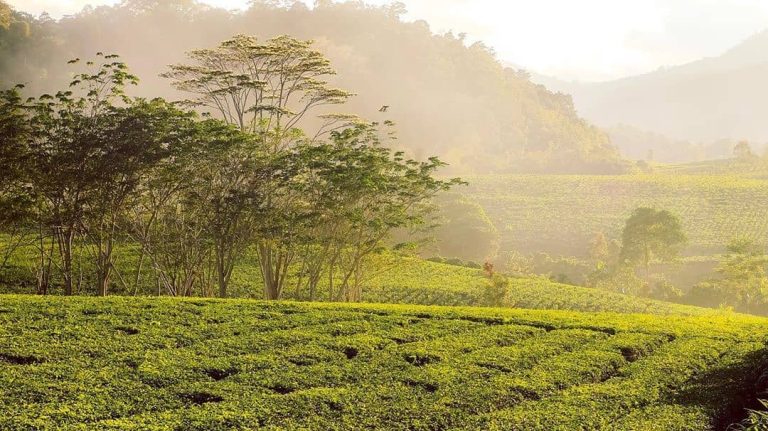 Pesona Kebun Teh Liki: Permata Agrowisata dan Produksi Teh Berkualitas Tinggi di Solok Selatan
