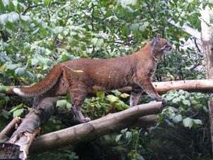 Kucing Emas (Catopuma temminckii) iNaturalist - West Sumatra 360 Mengenal 5 Spesies Satwa Liar Sumatera Barat yang Terancam Punah