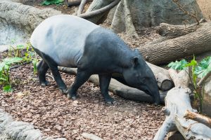 Tapir Sumatra - Photo by Jeffrey Hamilton on Unsplash - West Sumatra 360 Mengenal 5 Spesies Satwa Liar Sumatera Barat yang Terancam Punah