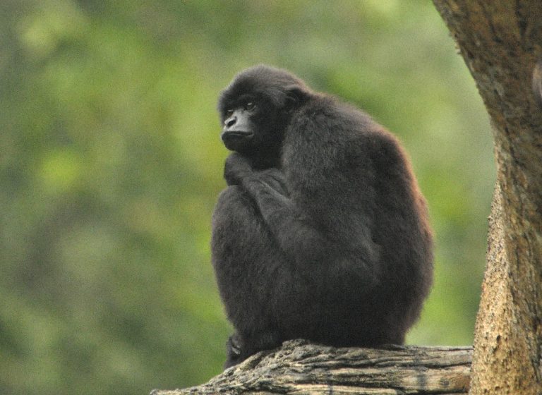 Mengenal 6 Spesies Primata Endemik Kepulauan Mentawai