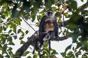 Mengenal 6 Spesies Primata Endemik Kepulauan Mentawai