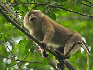 Mengenal 6 Spesies Primata Endemik Kepulauan Mentawai