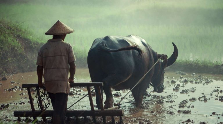 3 Alat Pertanian Tradisional Asal Sumatera Barat