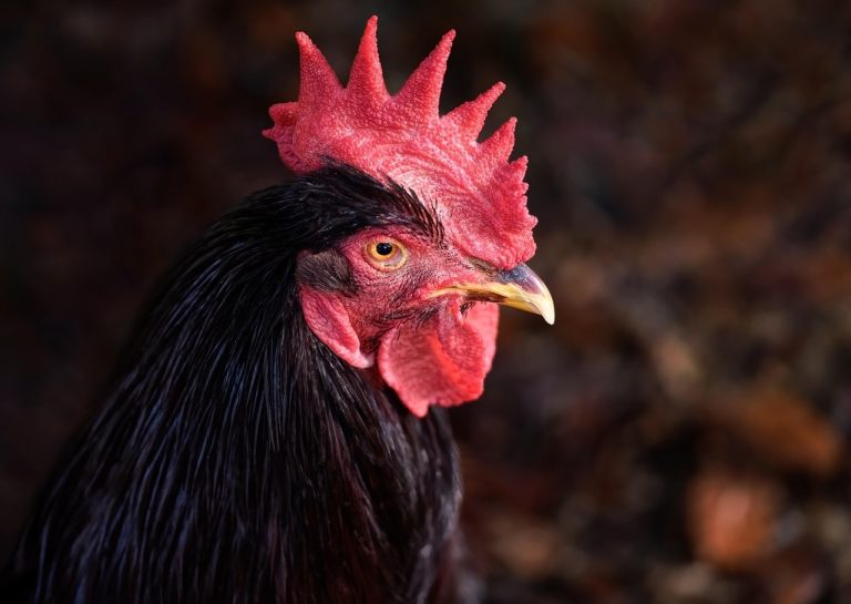 Badah Ayam: Tradisi Pengobatan Unik dari Minangkabau yang Masih Bertahan
