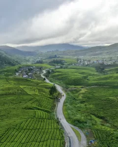 Kebun Teh Alahan Panjang - Photo @andrearrasuli - West Sumatra 360 How to Spend 24 Hours in Solok: A Perfect Short Getaway