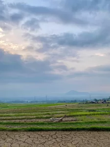 Panorama Sawah Gadih Angik, Pesona Alam Memikat di Payakumbuh