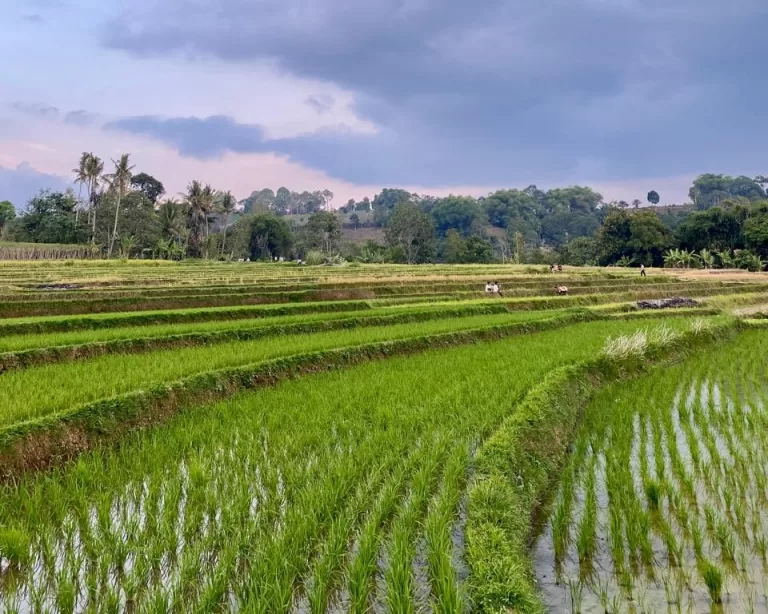 Panorama Sawah Gadih Angik, Pesona Alam Memikat di Payakumbuh
