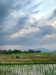 Panorama Sawah Gadih Angik, Pesona Alam Memikat di Payakumbuh