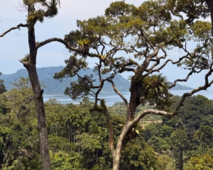 Lubuak Hitam Waterfall Padang – Complete Travel Guide to the Three-Tier Jungle Falls