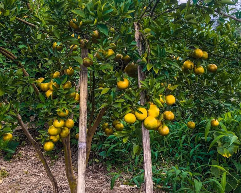 Where to Go Fruit Picking in West Sumatra (Best Spots and Best Time) Where to Go Fruit Picking in West Sumatra (Best Spots and Best Time)