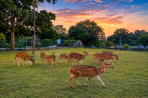 Visit PT Semen Padang Area: Bat Cave and Deer Park Guide
