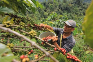 5 Daerah Penghasil Kopi Terbaik Asal Sumatera Barat
