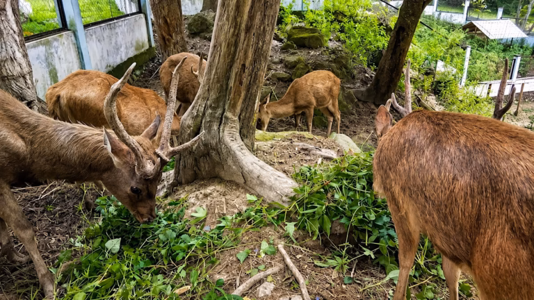 Top 3 Objek Wisata Alam di Kota Sawahlunto